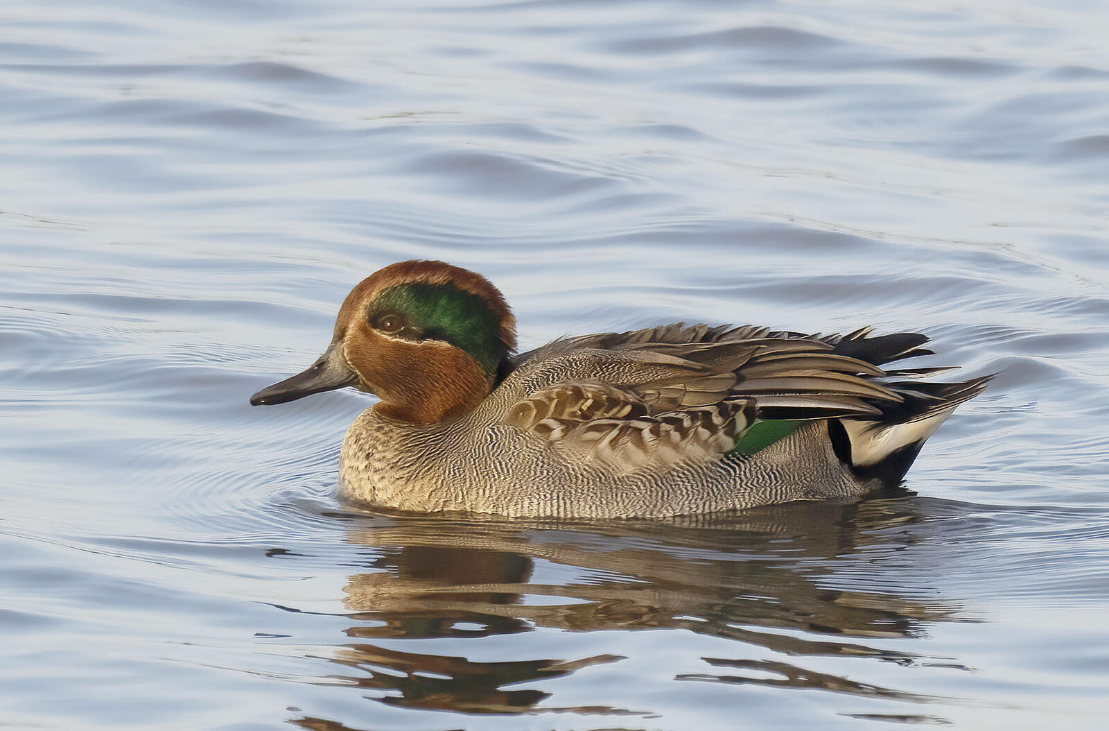 Click image for larger version

Name:	Male Teal.jpg
Views:	434
Size:	239.3 KB
ID:	908825