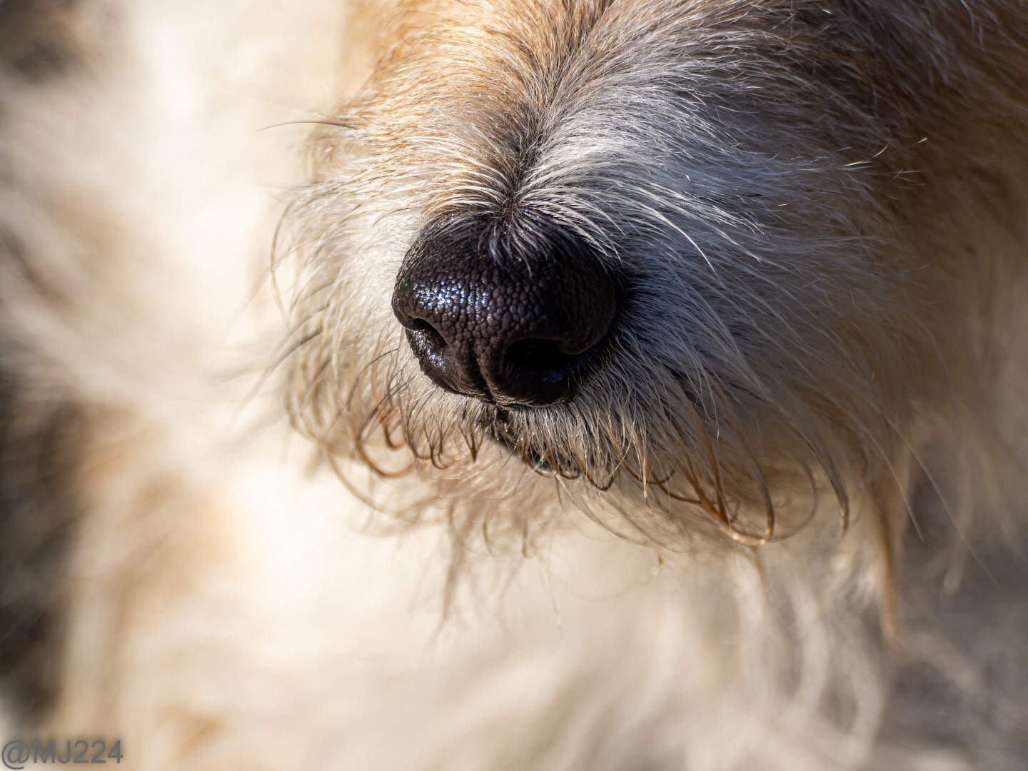 Click image for larger version

Name:	P1190639-ORF_DxO_DeepPRIME (Large).jpg
Views:	482
Size:	318.7 KB
ID:	909769