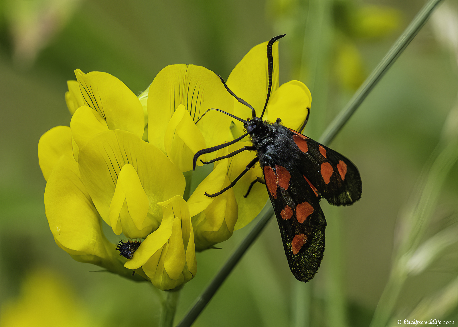 Click image for larger version

Name:	the devil is in the detail .jpg
Views:	129
Size:	1.11 MB
ID:	910667