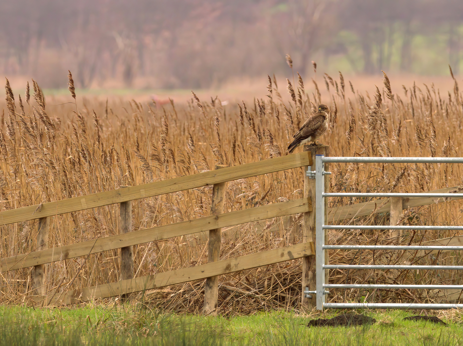 Click image for larger version

Name:	Buzzard gate 1-small.jpg
Views:	352
Size:	2.60 MB
ID:	910859