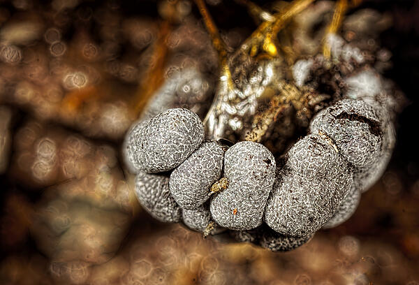 Click image for larger version  Name:	_1267915_DxO Badhamia utricularis Fallen Willow January 2023 1024.jpg Views:	0 Size:	477.2 KB ID:	911284
