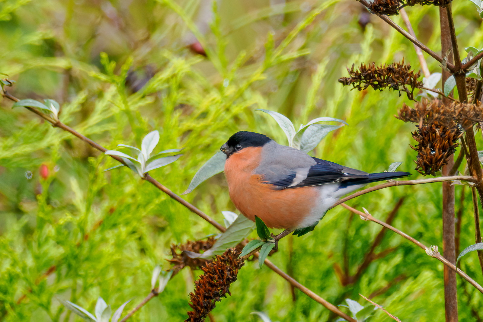 Click image for larger version

Name:	20230201-Bullfinch-OM011819-Edit.jpg
Views:	593
Size:	1.87 MB
ID:	912165