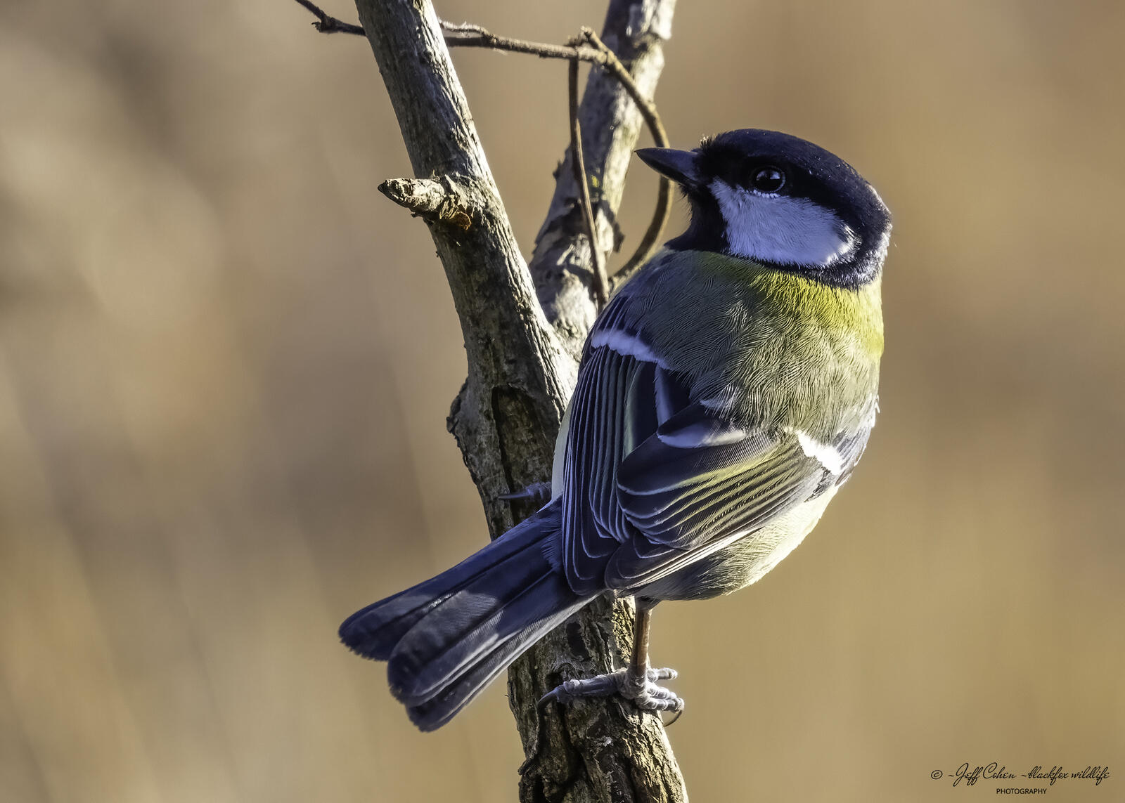 Click image for larger version

Name:	twisted tit .jpg
Views:	510
Size:	195.9 KB
ID:	912587