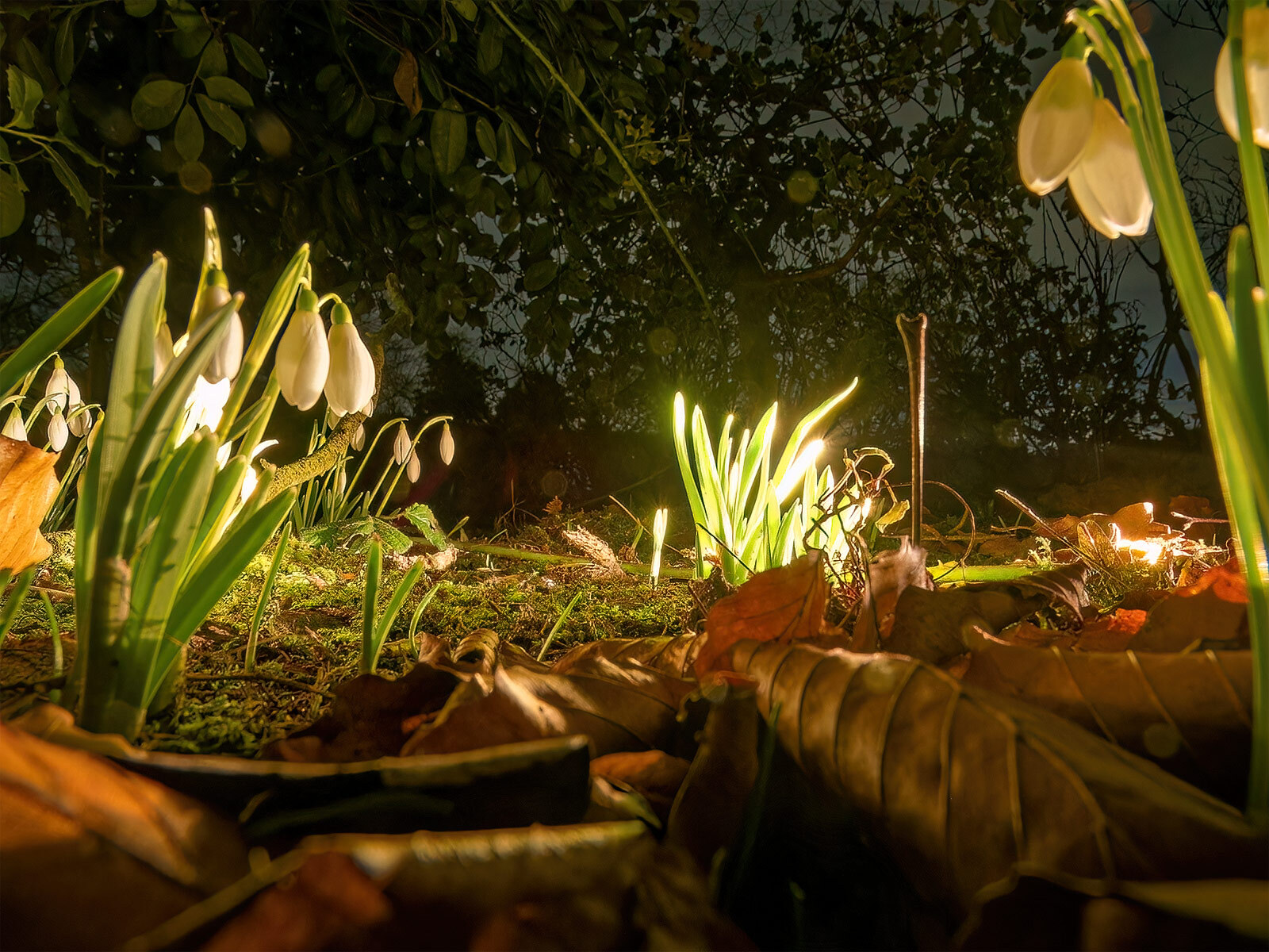 Click image for larger version

Name:	Garden-2.jpg
Views:	409
Size:	535.7 KB
ID:	912917