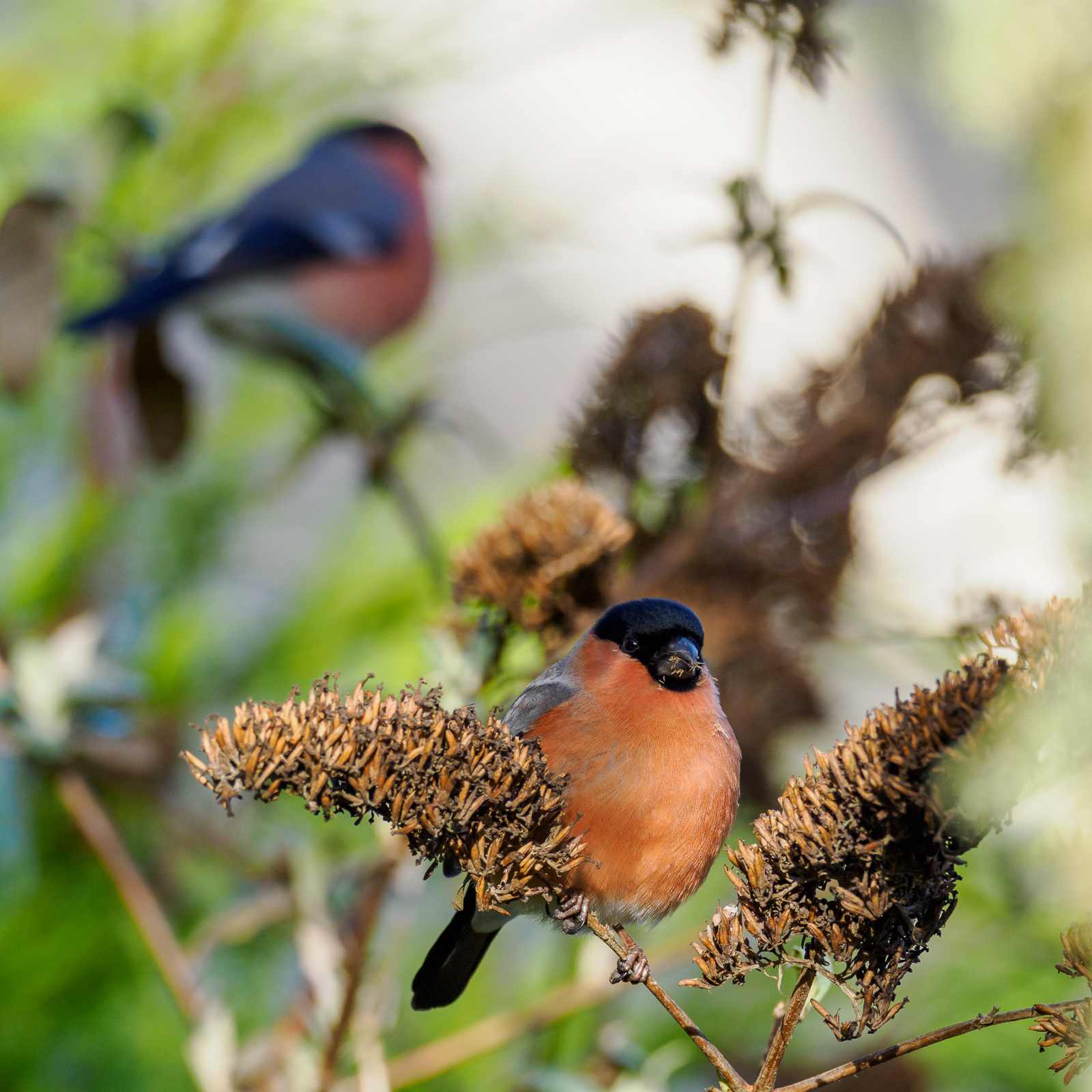 Click image for larger version

Name:	20230207-Bullfinch-OM012559.jpg
Views:	74
Size:	1.72 MB
ID:	913188