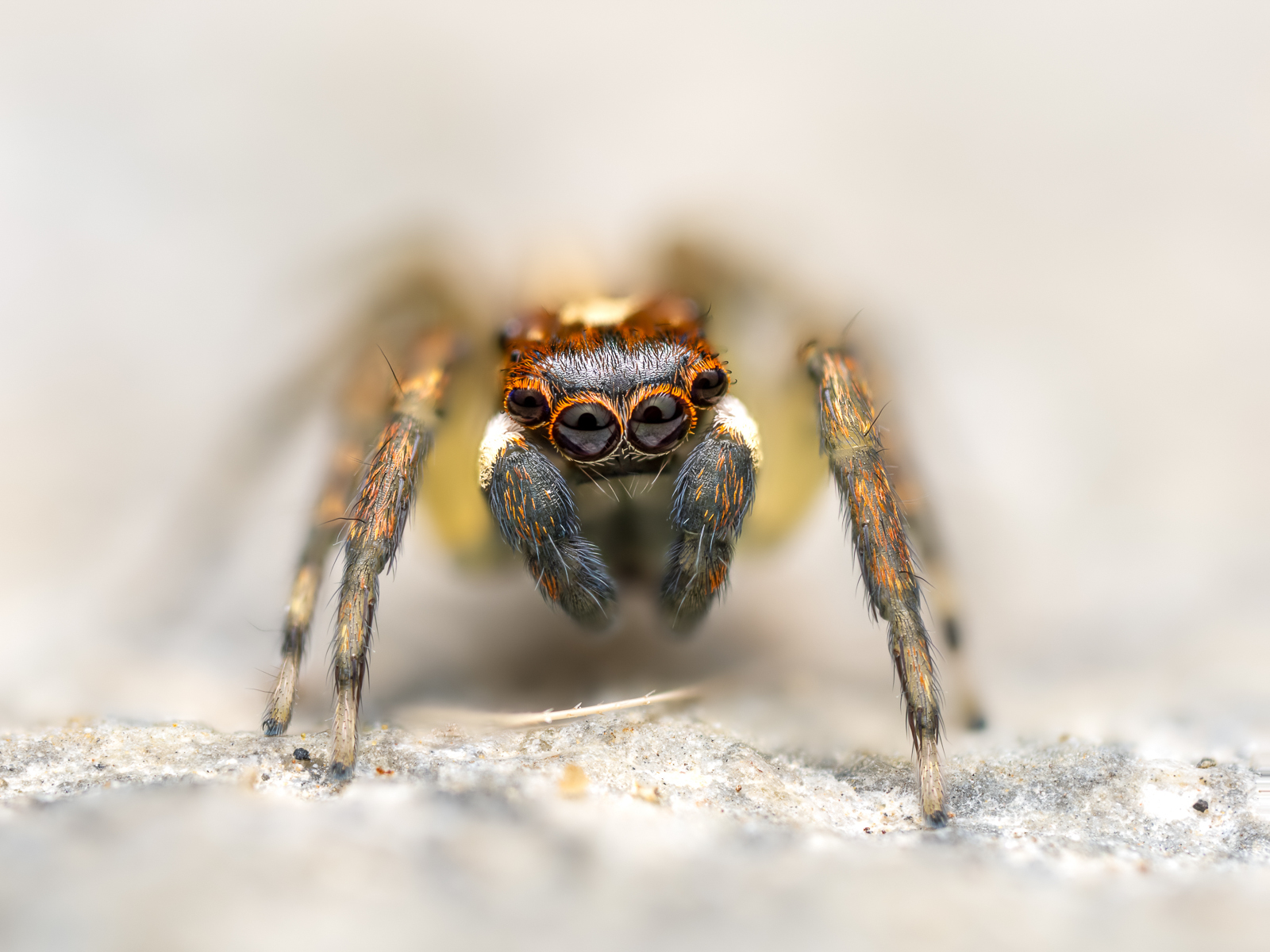 Click image for larger version  Name:	Chris_McGinnis_90Macro_041_(jumpingspider_stack_Helicon_Focus)__2022-11__OM-1__M.Zuiko_90mm_F3.5__90mm__1-100s__F5.6__ISO200.jpg Views:	38 Size:	843.3 KB ID:	913201