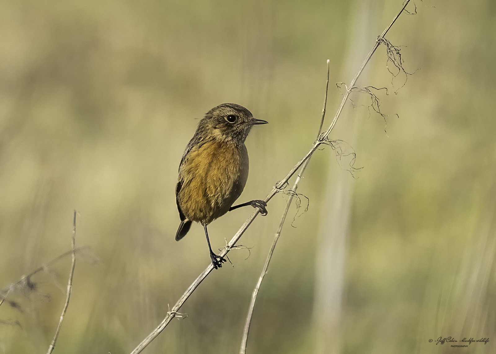 Click image for larger version

Name:	hey there lonely girl .jpg
Views:	454
Size:	905.2 KB
ID:	913629