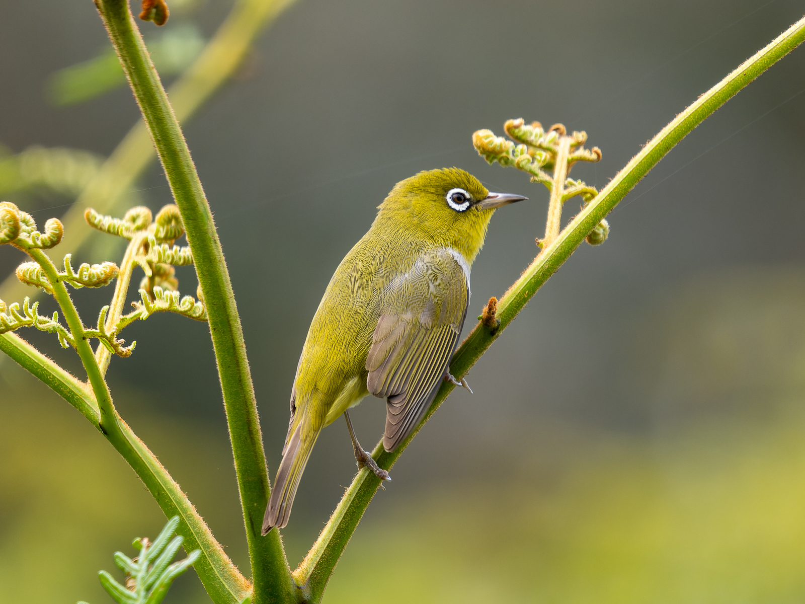 Click image for larger version

Name:	silverEye.jpg
Views:	66
Size:	1.28 MB
ID:	915412