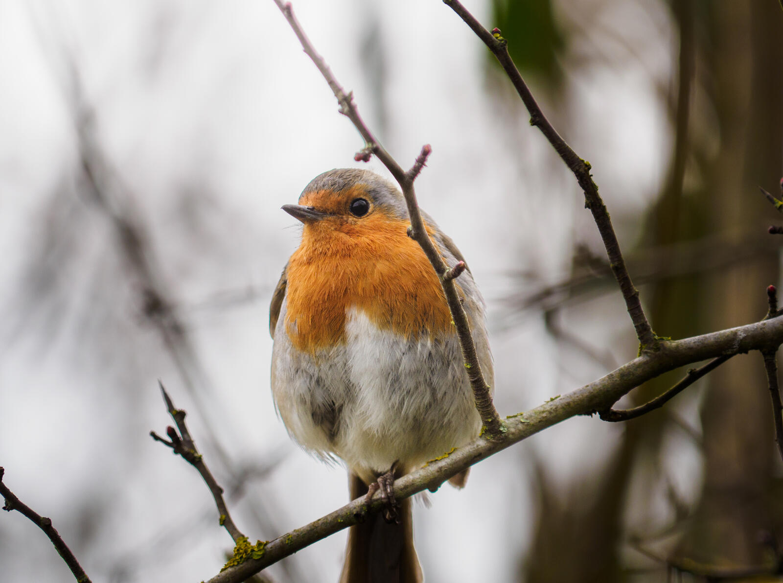 Click image for larger version

Name:	P3110026.jpg
Views:	636
Size:	160.7 KB
ID:	917402