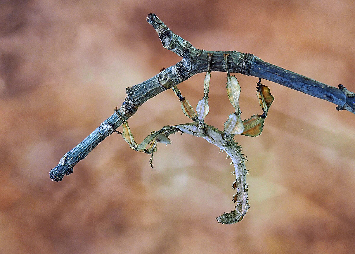 Click image for larger version

Name:	bug 3 mantis.jpg
Views:	123
Size:	1.47 MB
ID:	918922