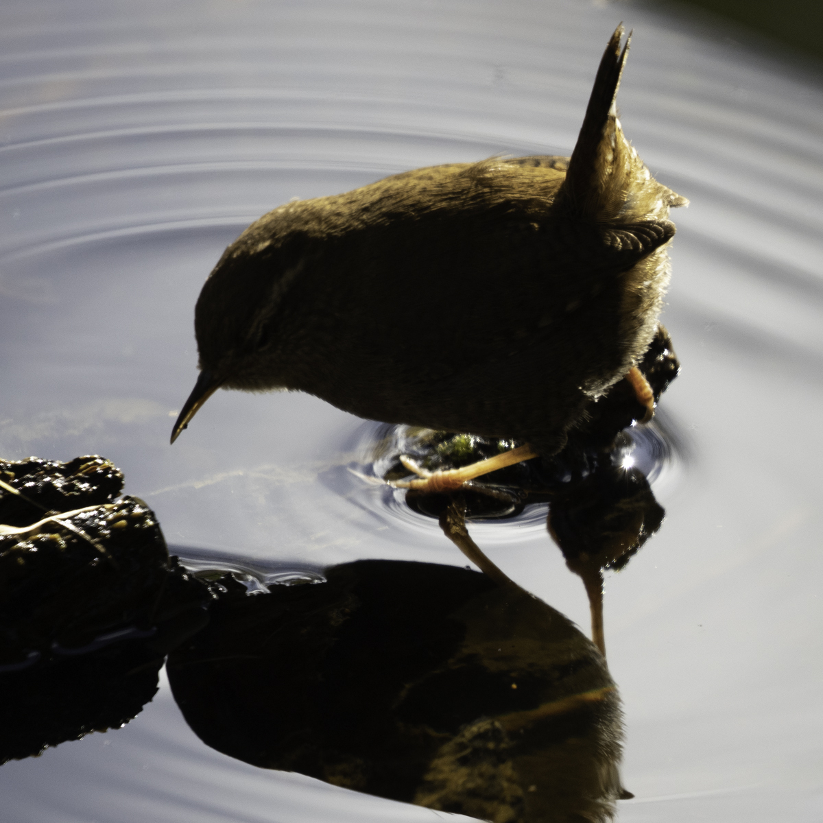 Click image for larger version

Name:	as shot .jpg
Views:	185
Size:	694.5 KB
ID:	919765