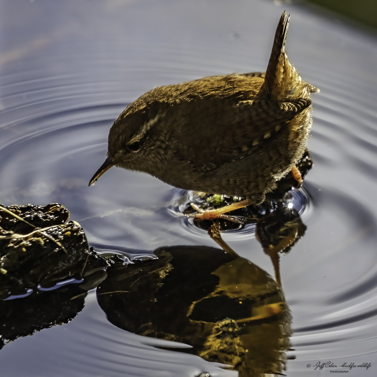 Click image for larger version

Name:	lurker at the threshold .jpg
Views:	175
Size:	773.0 KB
ID:	919766