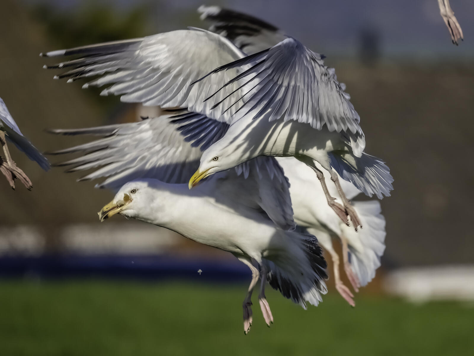 Click image for larger version

Name:	feeding frenzy .jpg
Views:	543
Size:	160.6 KB
ID:	920580