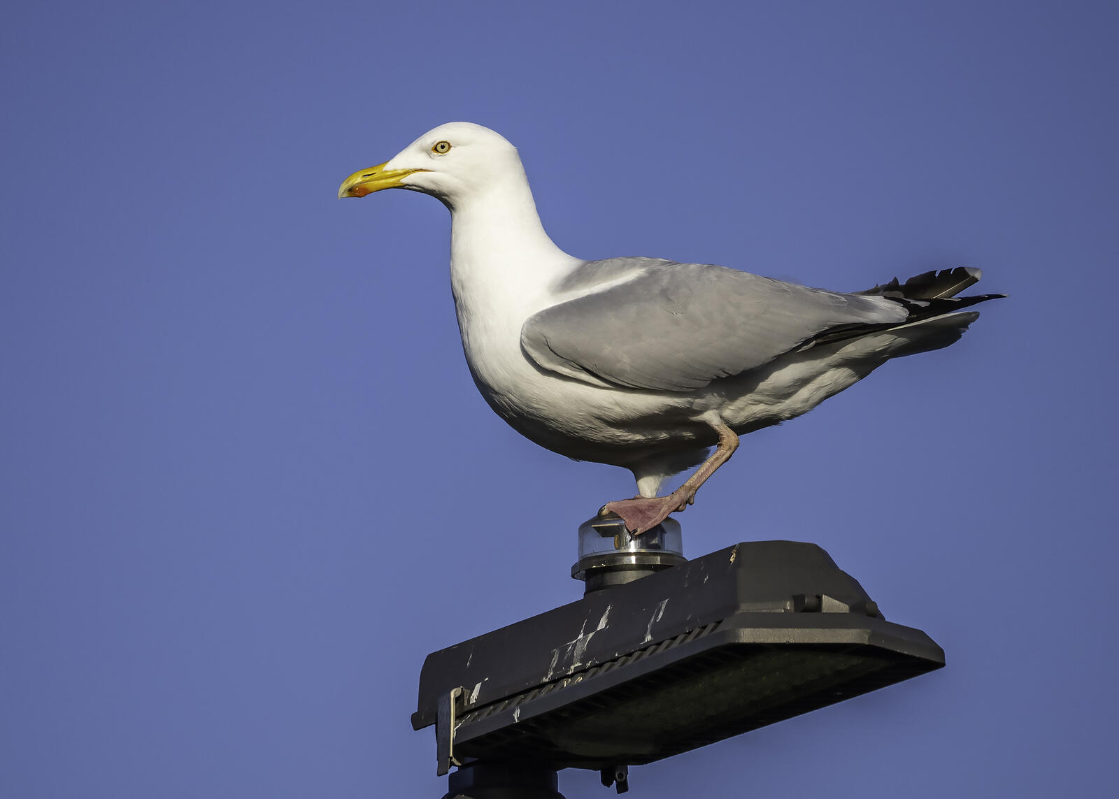 Click image for larger version

Name:	feed me now .jpg
Views:	107
Size:	100.3 KB
ID:	920581