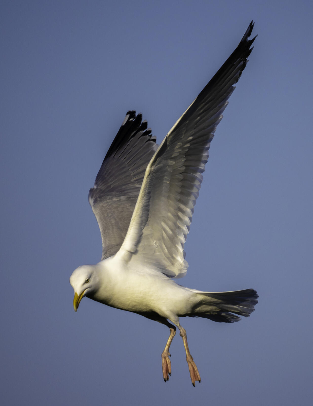 Click image for larger version

Name:	the searcher .jpg
Views:	116
Size:	112.9 KB
ID:	920582