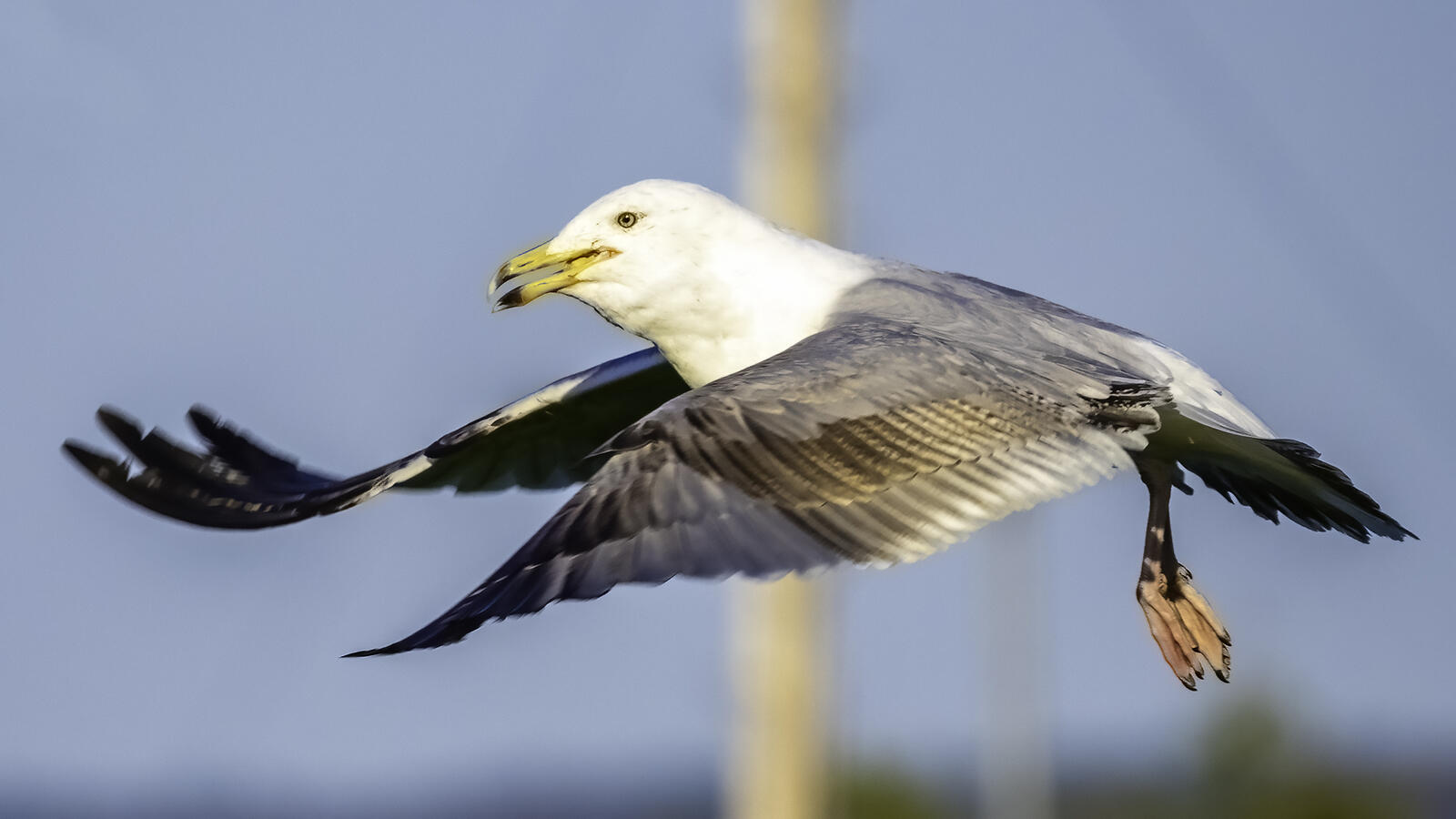 Click image for larger version

Name:	up and away .jpg
Views:	464
Size:	104.2 KB
ID:	920644