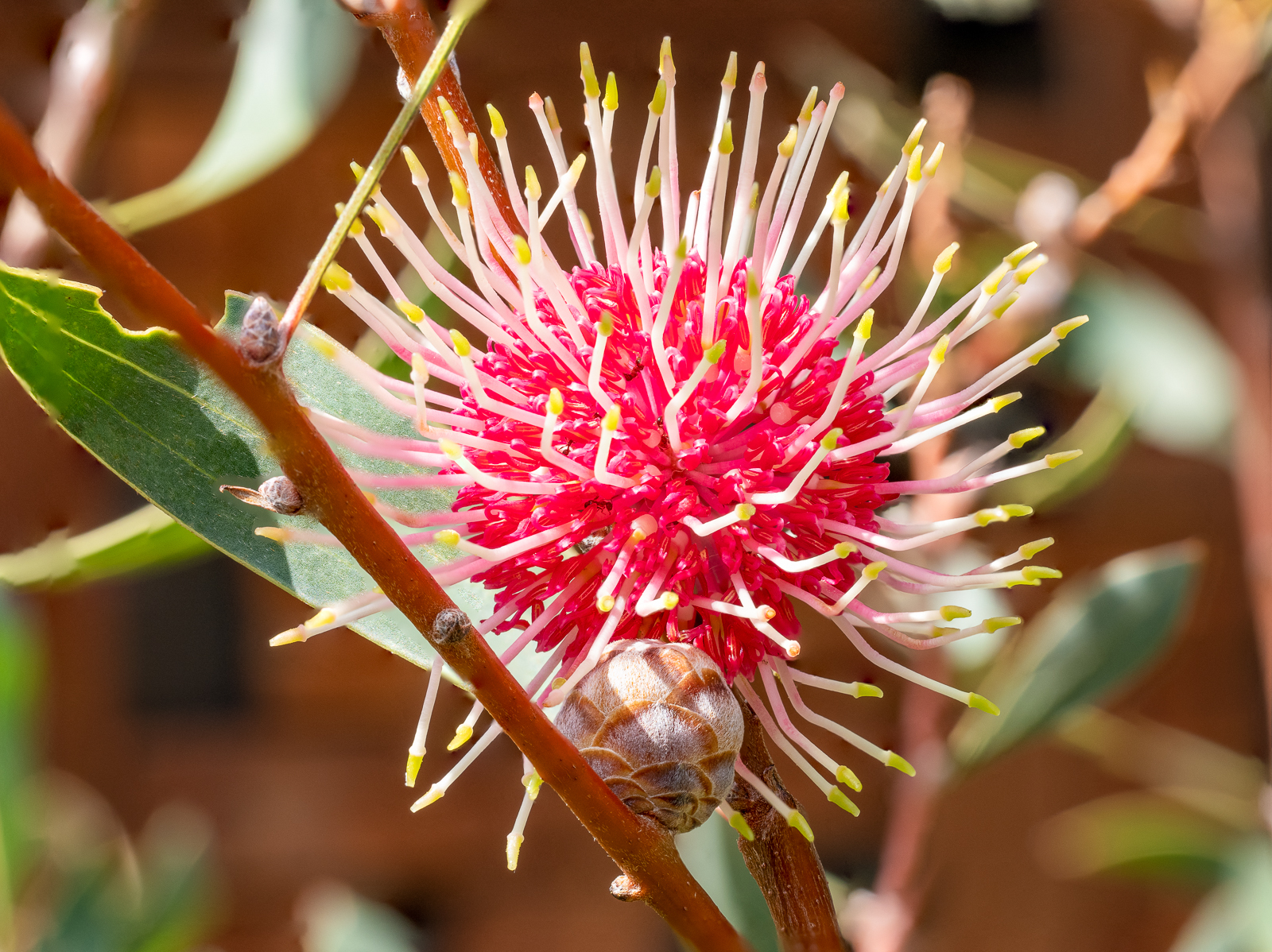 Click image for larger version

Name:	flower2.jpg
Views:	78
Size:	1.68 MB
ID:	921929