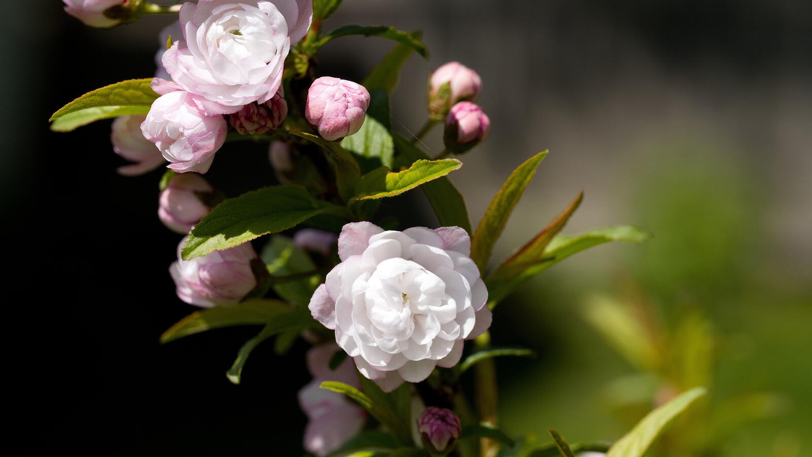 Click image for larger version

Name:	SB251498_resizeA.jpg
Views:	550
Size:	99.3 KB
ID:	924208