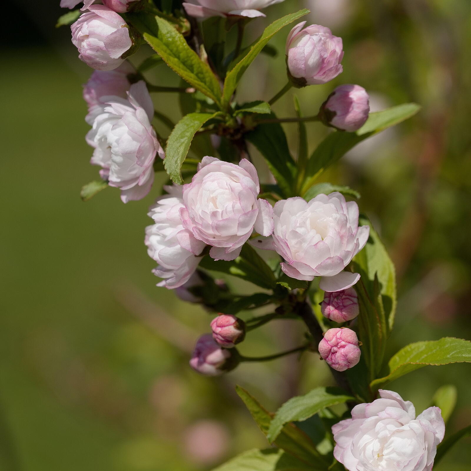 Click image for larger version

Name:	SB251485_resizeA.jpg
Views:	80
Size:	193.7 KB
ID:	924209