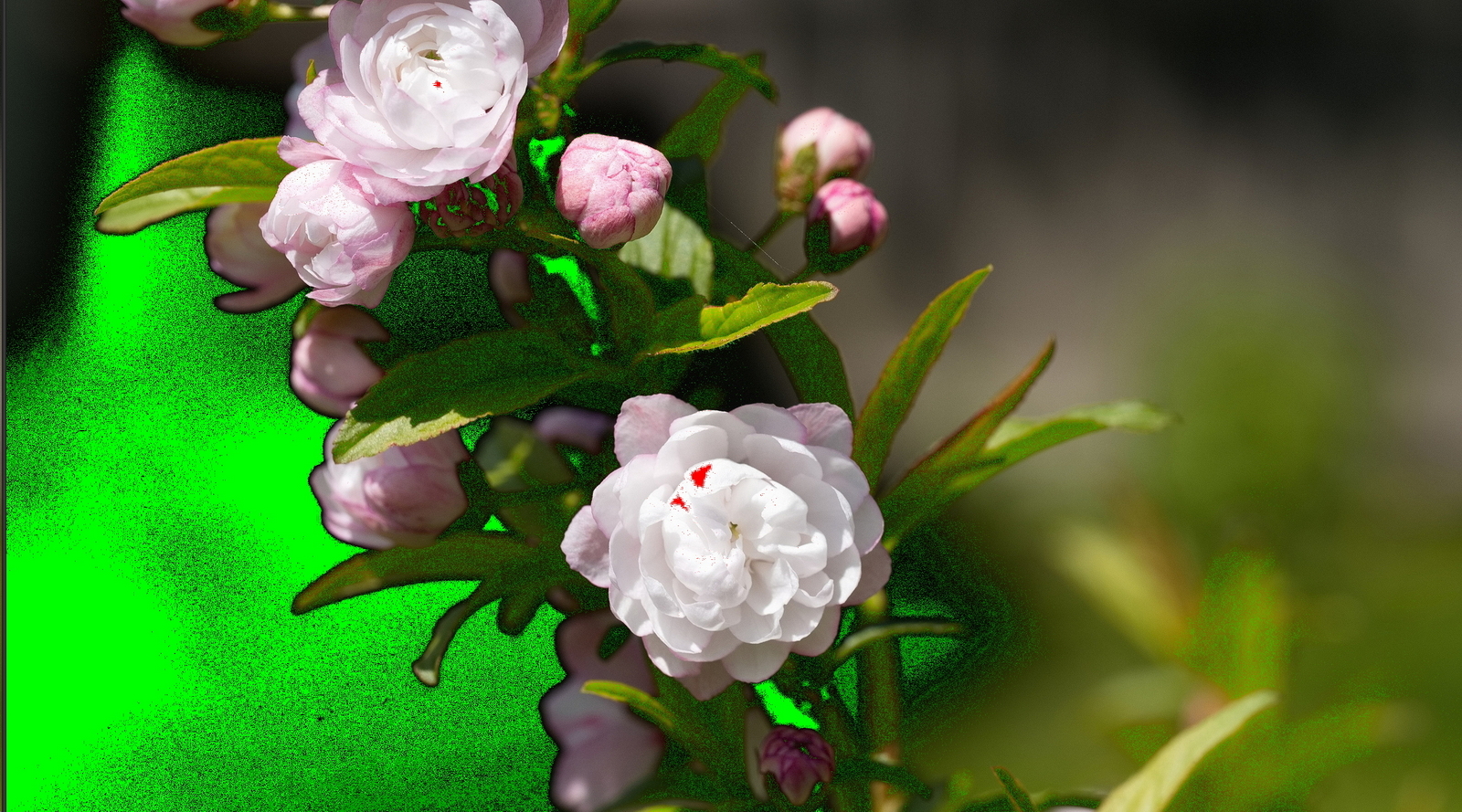 Click image for larger version

Name:	Clip_resize.jpg
Views:	58
Size:	1.36 MB
ID:	924248