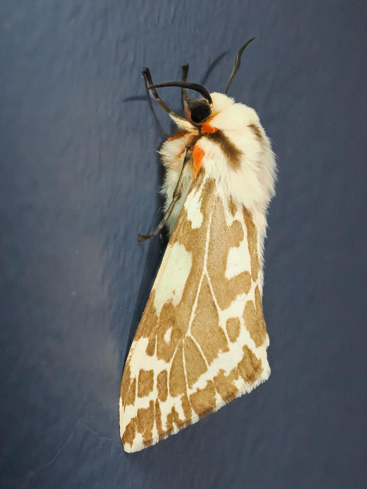 Black and white tiger moth - Olympus UK E-System User Group