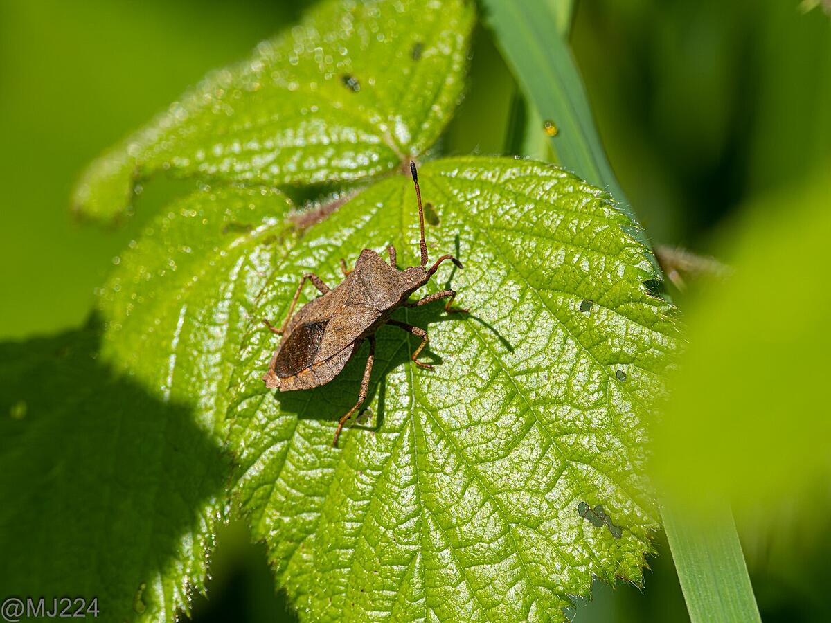 Click image for larger version  Name:	P5115870-ORF_DxO_DeepPRIME (Large).jpg Views:	389 Size:	392.1 KB ID:	926049