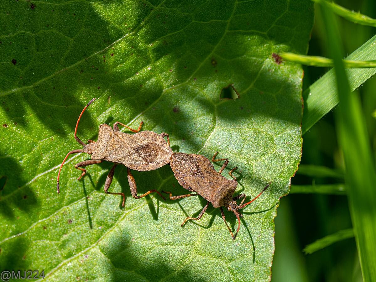 Click image for larger version  Name:	P5115878-ORF_DxO_DeepPRIME (Large).jpg Views:	34 Size:	495.0 KB ID:	926050