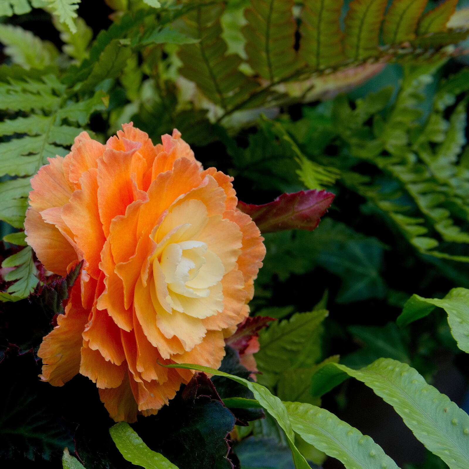 Click image for larger version

Name:	SB121932_resizeAF.jpg
Views:	351
Size:	263.0 KB
ID:	926214