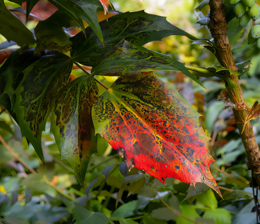 Click image for larger version

Name:	Troubled-Leaf.jpg
Views:	42
Size:	395.9 KB
ID:	927438