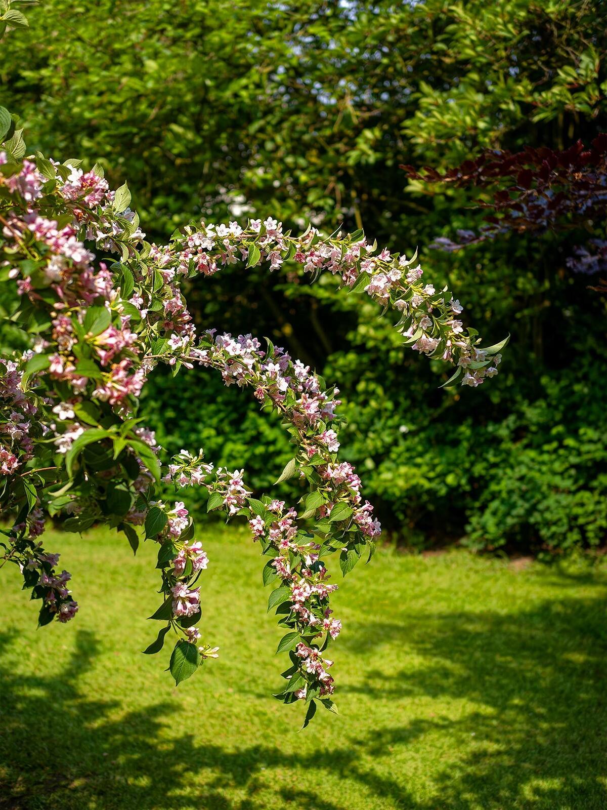 Click image for larger version

Name:	Blossom.jpg
Views:	47
Size:	352.2 KB
ID:	927439