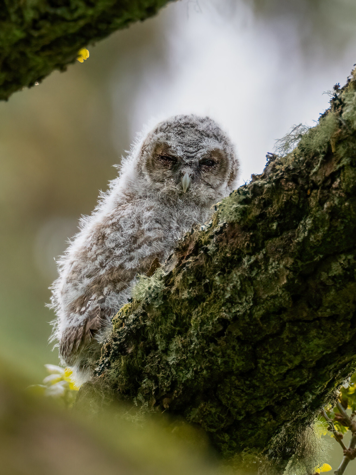 Click image for larger version

Name:	Tawney Owlet.jpg
Views:	563
Size:	516.6 KB
ID:	927452