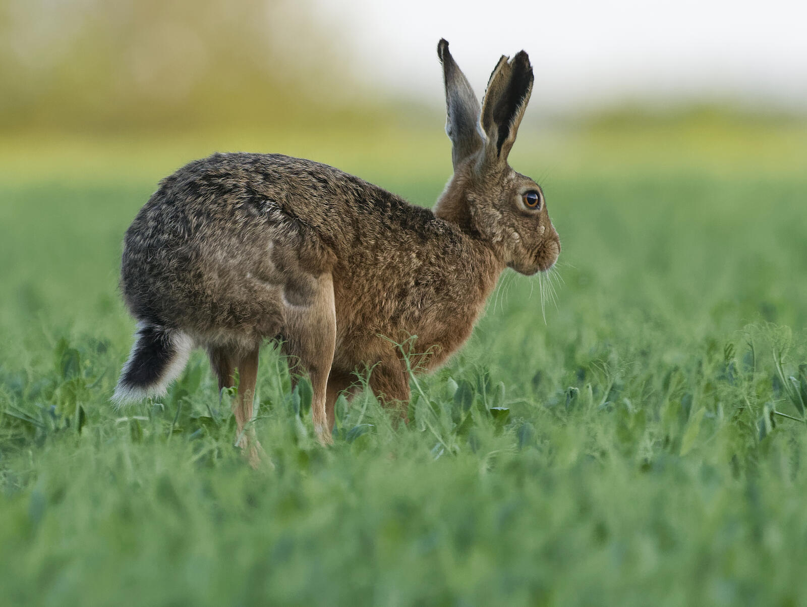 Click image for larger version

Name:	P5230474-ORF.jpg
Views:	527
Size:	199.9 KB
ID:	927581