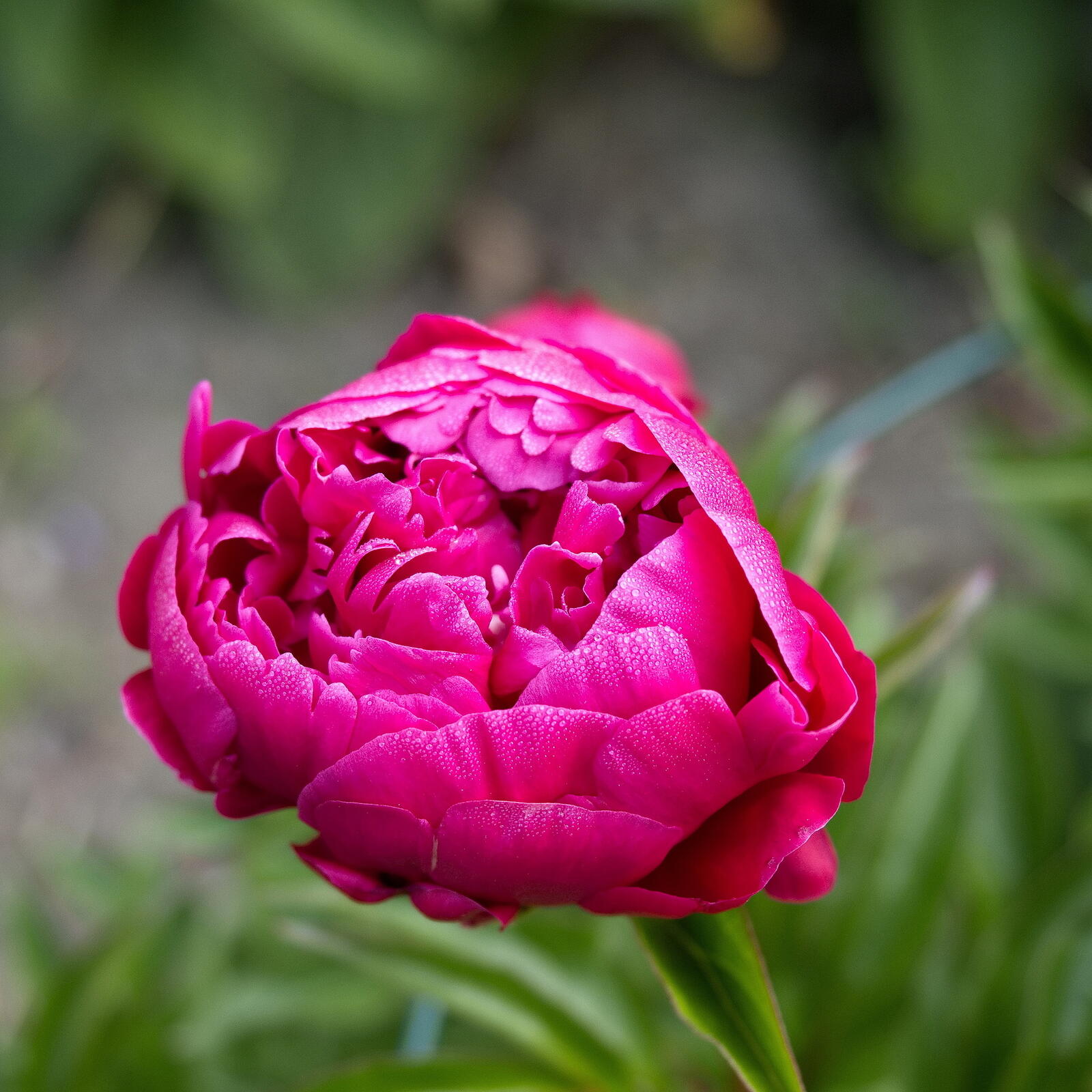 Click image for larger version

Name:	SB312679_resizeA.jpg
Views:	378
Size:	251.6 KB
ID:	928343