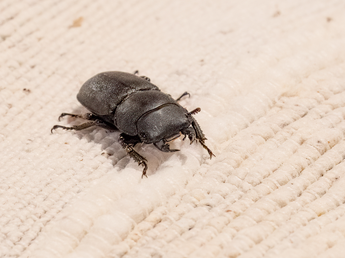 Click image for larger version

Name:	P6060444-Edit-Edit.jpg
Views:	468
Size:	724.5 KB
ID:	929087