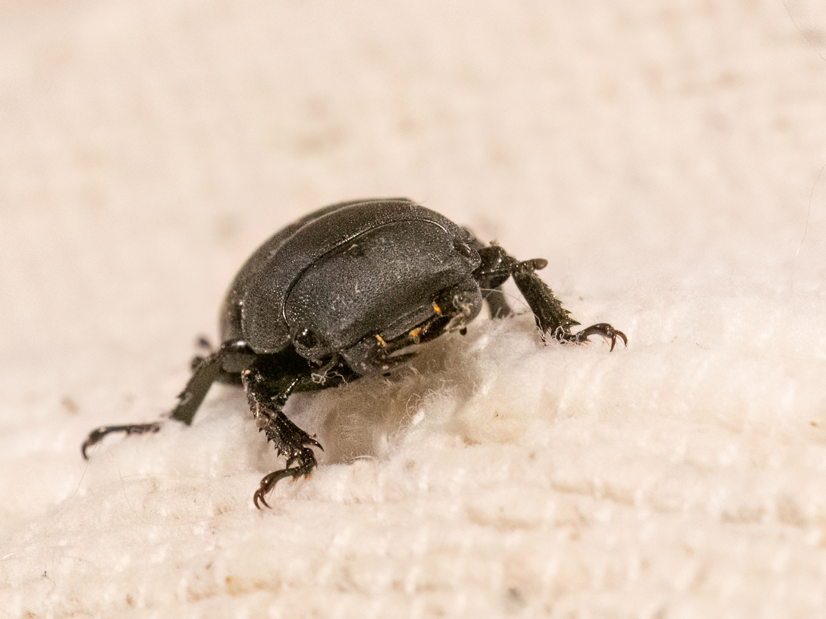 Click image for larger version

Name:	P6060458-Edit-Edit.jpg
Views:	65
Size:	786.5 KB
ID:	929088