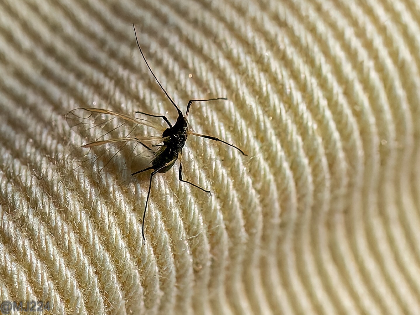 Click image for larger version  Name:	P6110024-ORF_DxO_DeepPRIME-Edit (Large).jpg Views:	2 Size:	397.3 KB ID:	929523