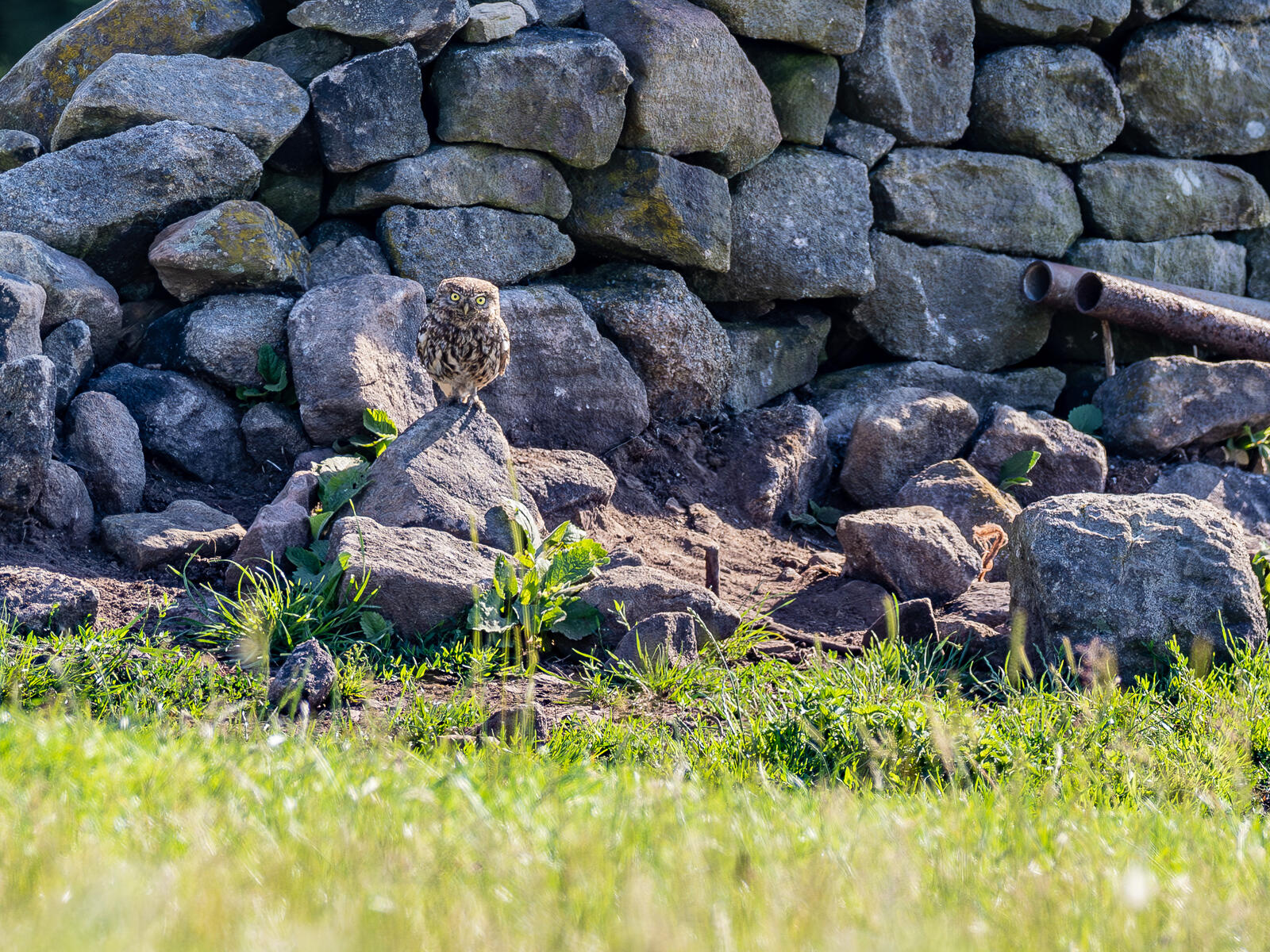 Click image for larger version

Name:	P6253710-Enhanced-NR.jpg
Views:	898
Size:	660.1 KB
ID:	930989