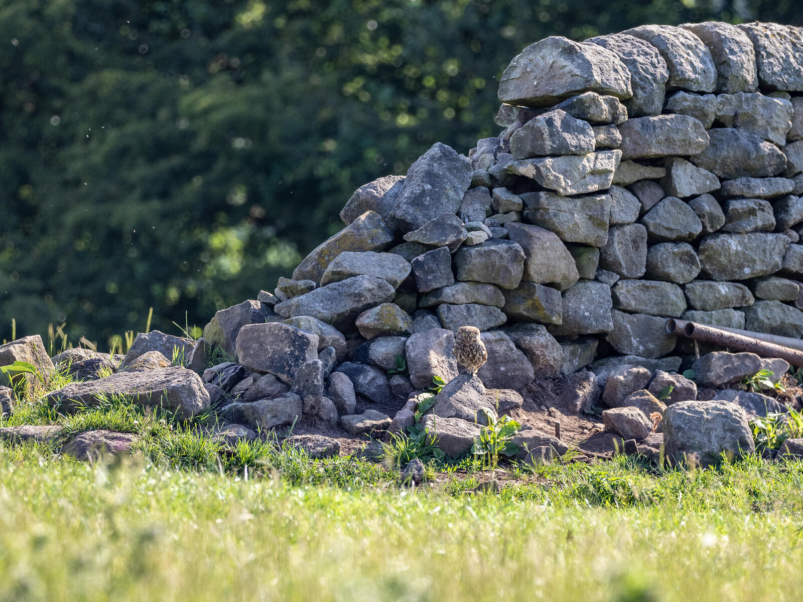 Click image for larger version

Name:	P6253706.jpg
Views:	96
Size:	497.6 KB
ID:	930990