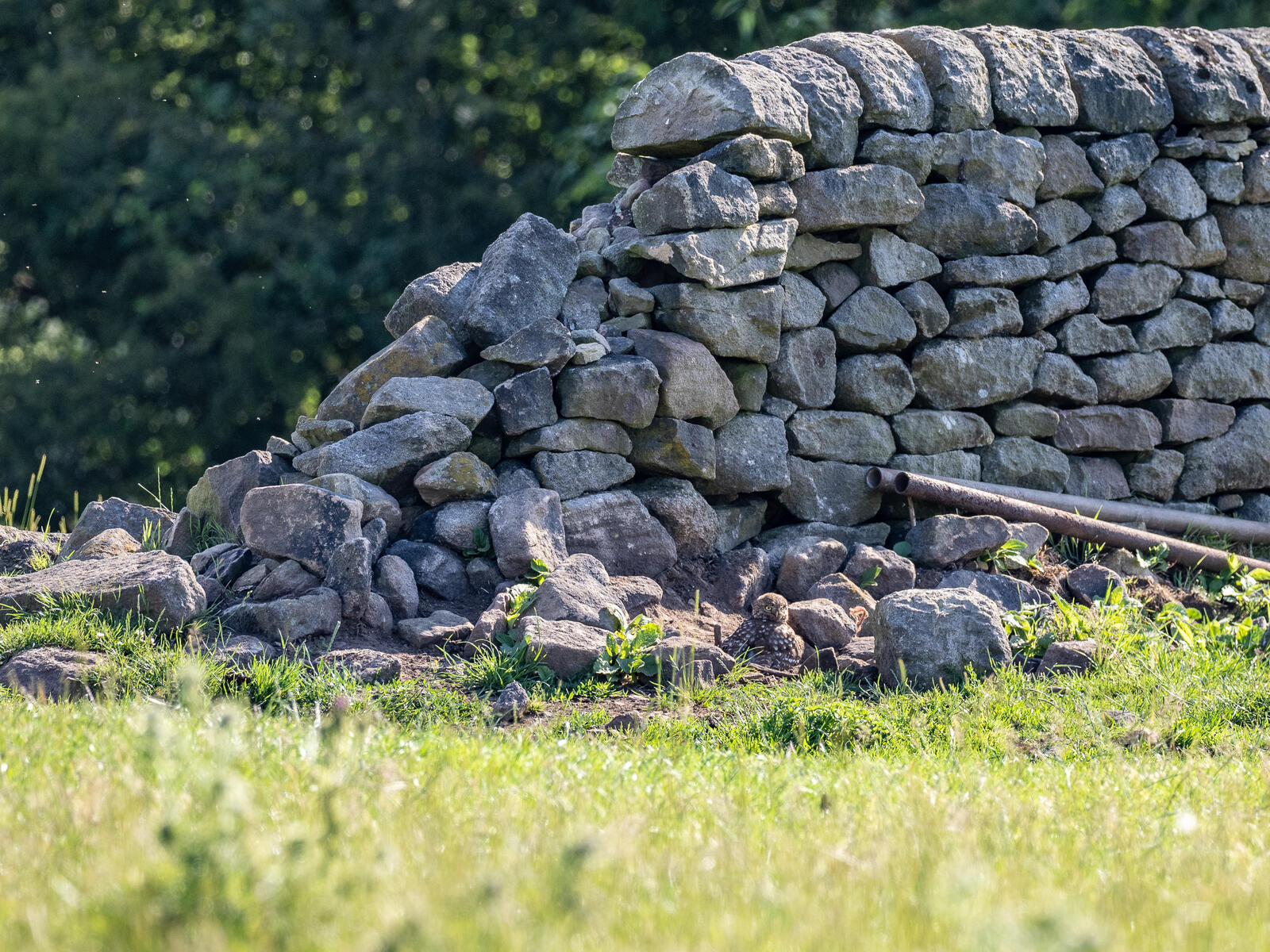 Click image for larger version

Name:	P6253701.jpg
Views:	95
Size:	540.4 KB
ID:	930991