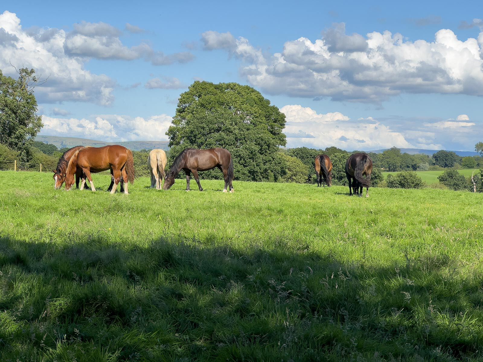 Click image for larger version  Name:	6-Horses.jpg Views:	0 Size:	505.9 KB ID:	934712