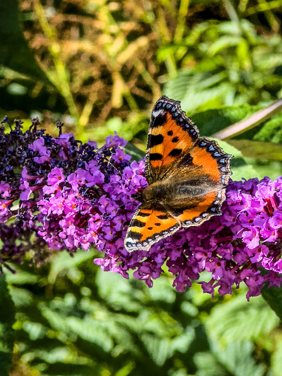 Click image for larger version  Name:	Butterfly-1.jpg Views:	0 Size:	499.9 KB ID:	934713