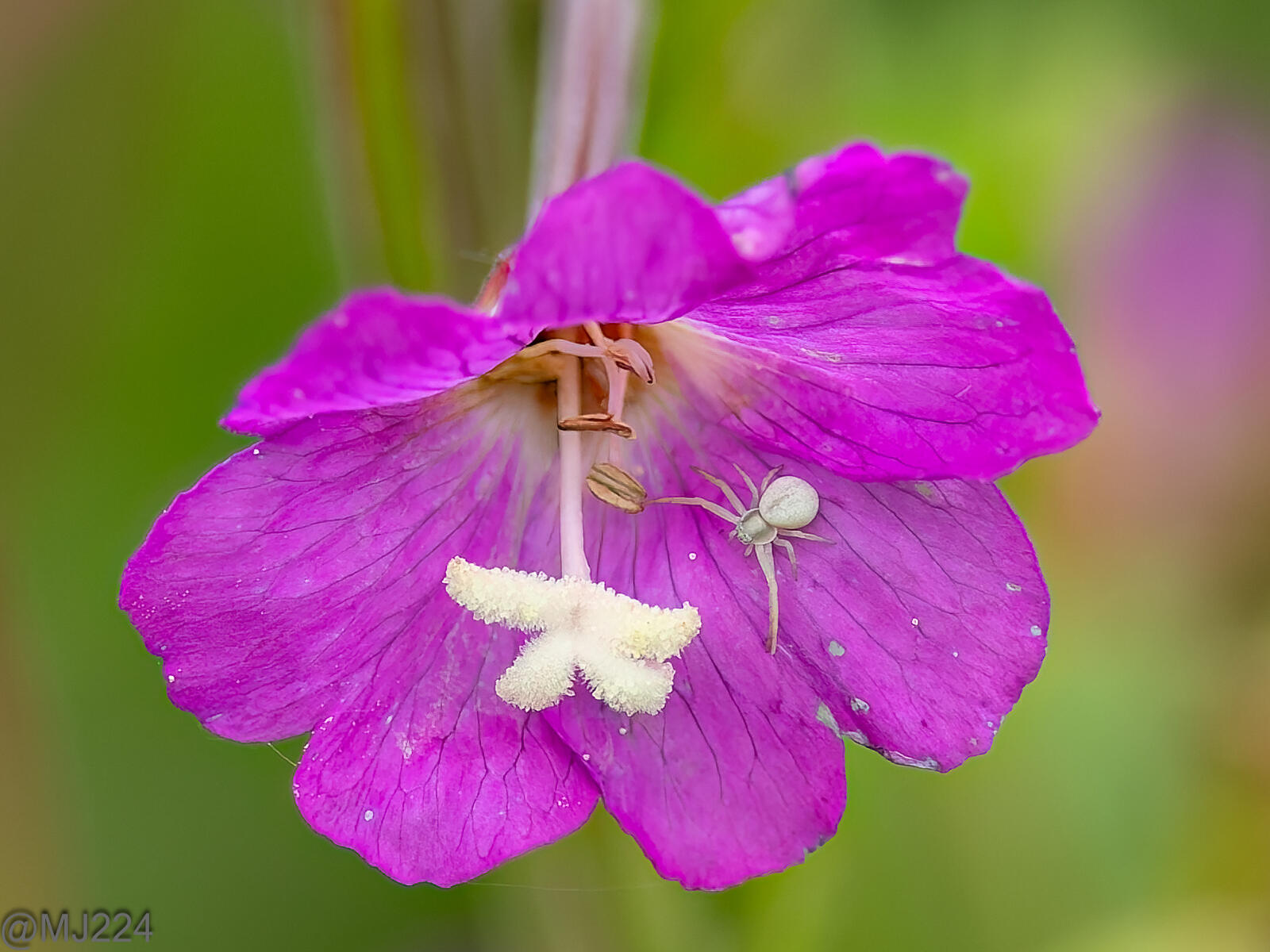 Click image for larger version

Name:	P7200003-ORF_DxO_DeepPRIME-Edit.jpg
Views:	362
Size:	234.4 KB
ID:	934926