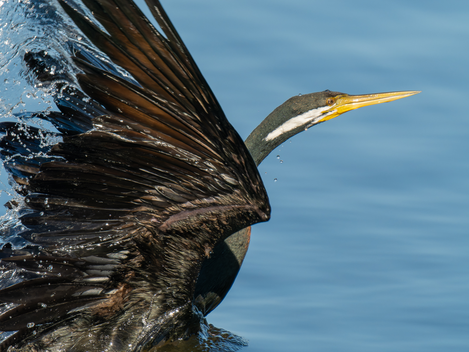 Click image for larger version

Name:	FishingDarter-4.jpg
Views:	68
Size:	1.29 MB
ID:	935315