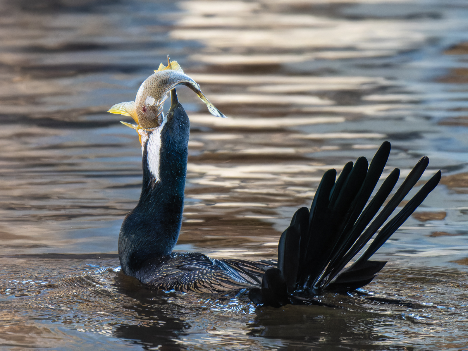 Click image for larger version

Name:	FishingDarter-1.jpg
Views:	69
Size:	1.38 MB
ID:	935316