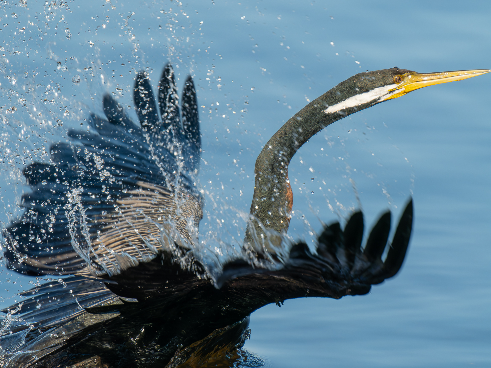 Click image for larger version

Name:	FishingDarter-5.jpg
Views:	67
Size:	1.36 MB
ID:	935317