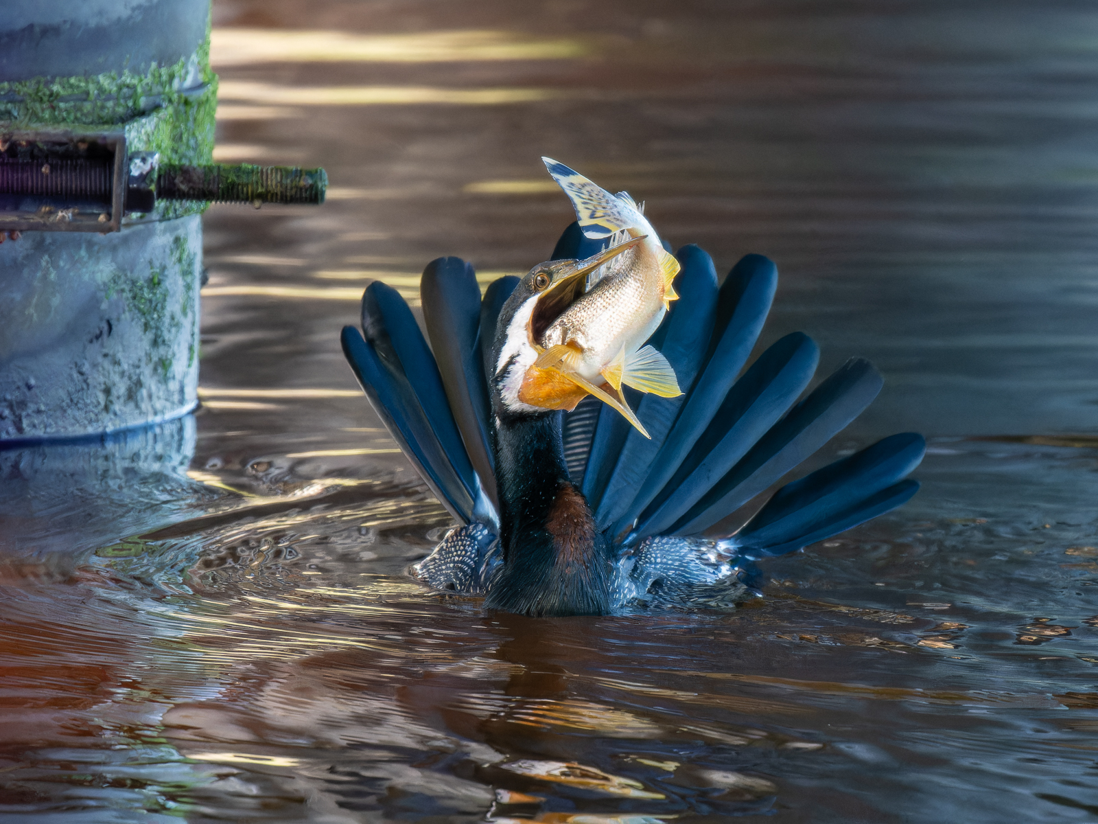 Click image for larger version

Name:	FishingDarter-2.jpg
Views:	67
Size:	1.38 MB
ID:	935318