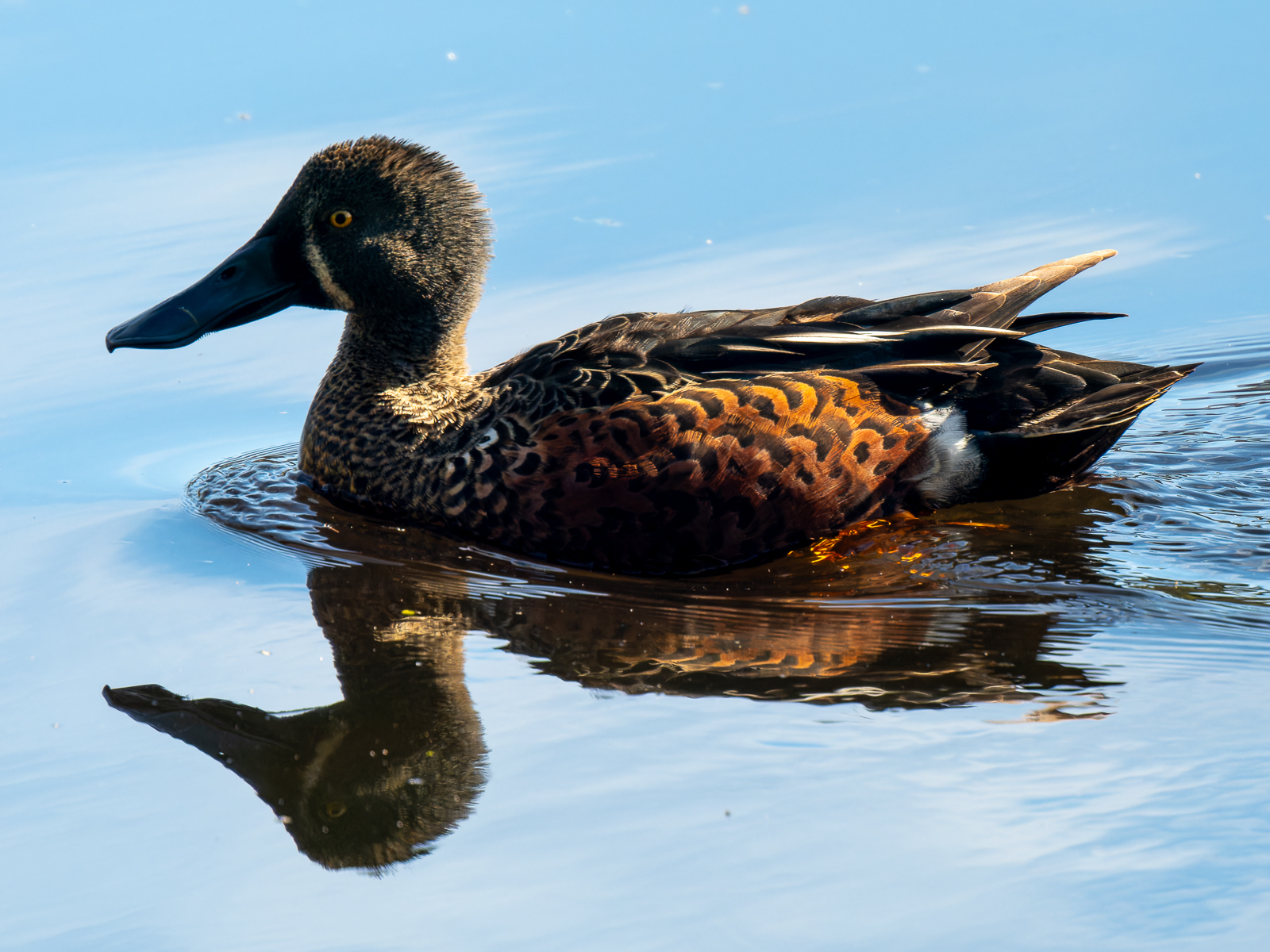 Click image for larger version

Name:	AusShoveller-1.jpg
Views:	79
Size:	1.14 MB
ID:	938265