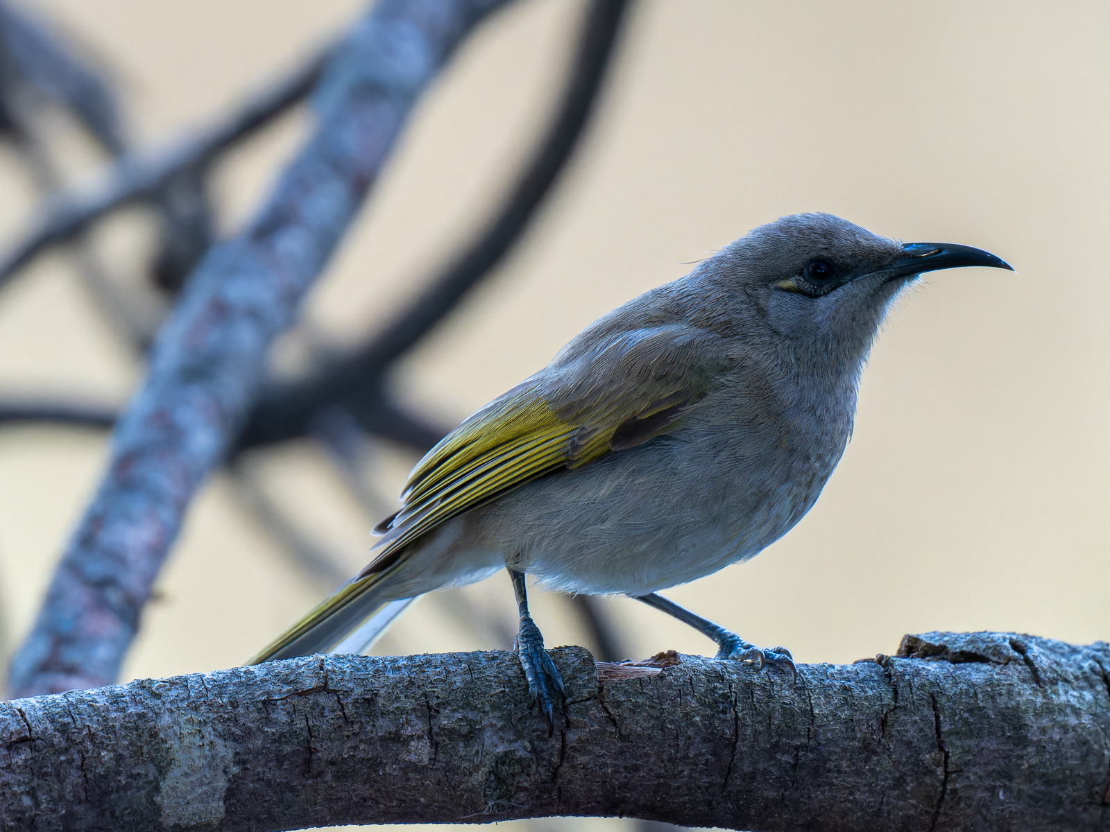 Click image for larger version

Name:	BrownHoneyEater-1.jpg
Views:	82
Size:	1.35 MB
ID:	938266