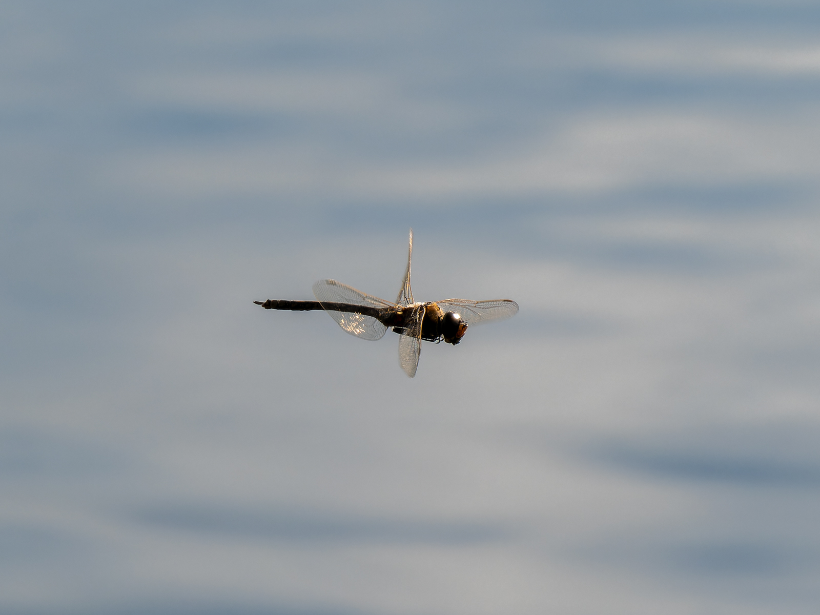 Click image for larger version

Name:	Dragonfly-1.jpg
Views:	77
Size:	555.5 KB
ID:	938267