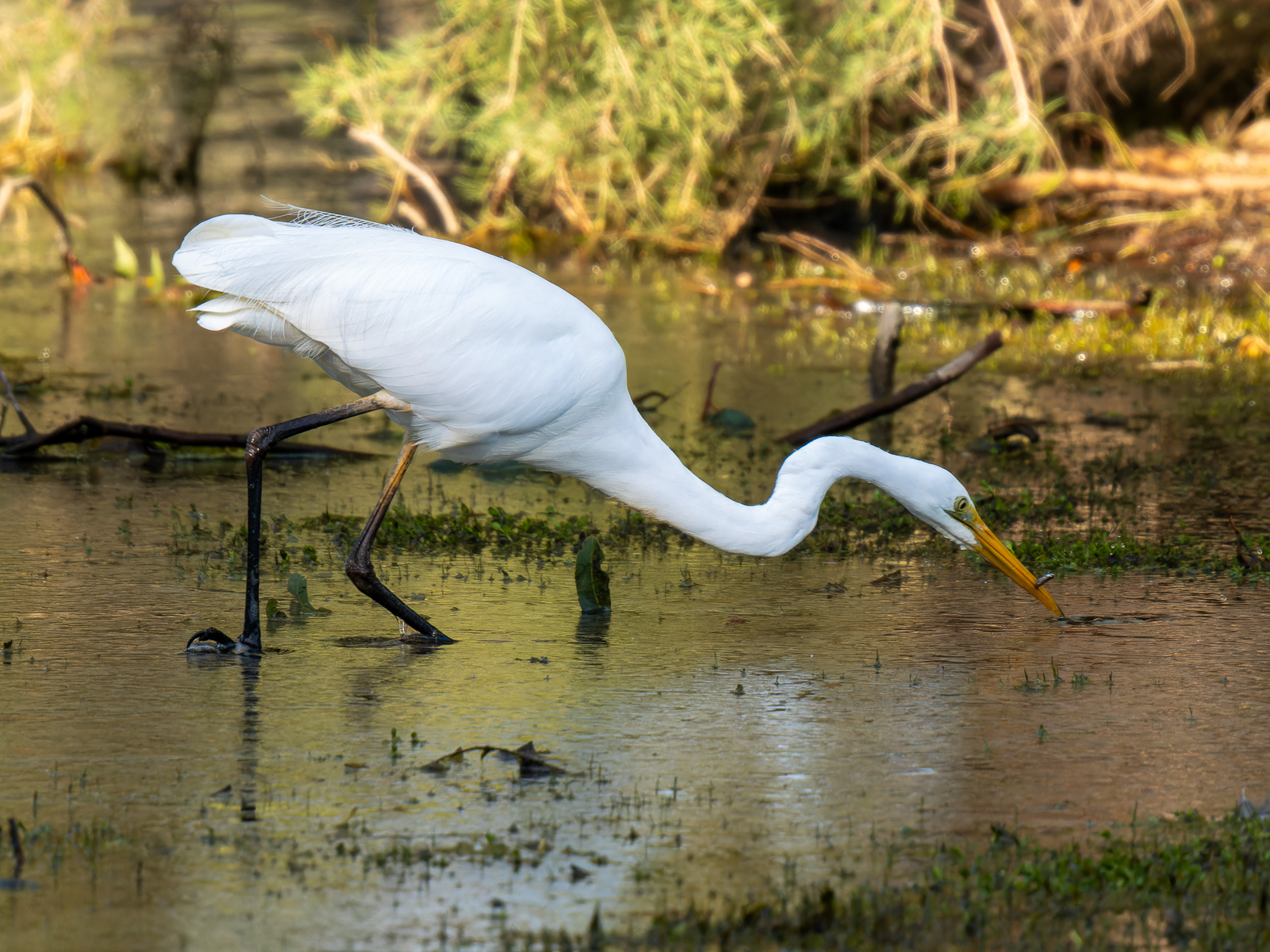 Click image for larger version

Name:	EgretSuccess-1.jpg
Views:	79
Size:	1.39 MB
ID:	938268